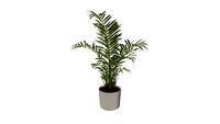 Areca Palm Indoor Plant