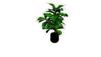 Plante #9