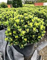 Ctenanthe setosa tree