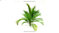 PALMERA 4