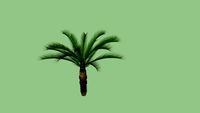palmera robelina