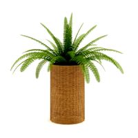 Fern in Wicker Basket 3D Model