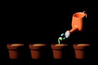 pot plants