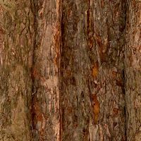 detailed tree leaf