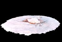 3d photogrammetrized crab model