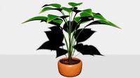 Potted Plants