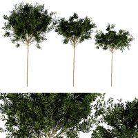 Collection plant vol 230