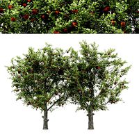 5diffrent tree  Red Delicious Apple 5 trees Models in the scene