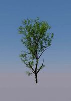 Super Realistic Tree