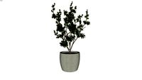 plant - 0018