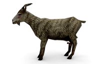 Animal - Goat