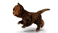 Fur Cute Cat Kitten 01 Animated
