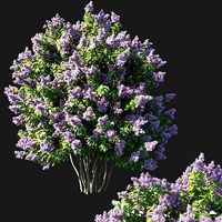 Syringa vulgaris bush 07