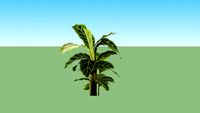 Calathea
