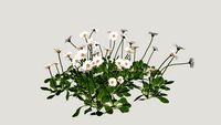 plant- 0016