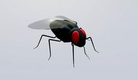 Mosquito - Fly