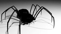 Spider - Aranha