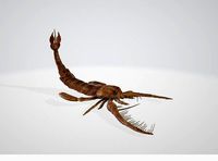 Crustacean