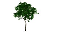 tree o1