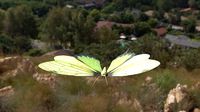 butterfly
