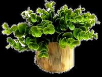 Faux Naturalist Eucalyptus Bonsai Desk Top Plant in Planter