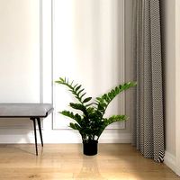 Zamifolia Succulent Plant in Pot