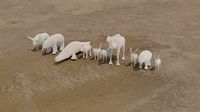 Animals base mesh