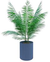 Palm tree