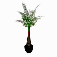 Palm tree plant