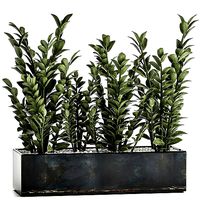 Zamioculcas in a flowerpot for the interior 874