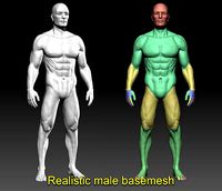 Realistic male basemesh