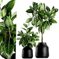 Ficus tree in a pot for the interior 857