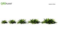 Asplenium Nidus plant