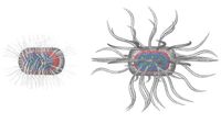Micro Parasite