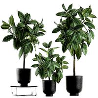 Ficus trees in a pot for the interior 850