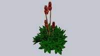 Aloe Nobilis