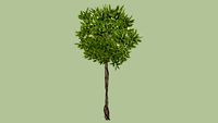Camelia Standard