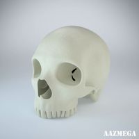 Humans Skull 3D Model