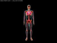 Human system 3D Model