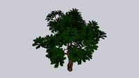 schefflera