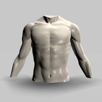 Male torso22011 3D Model