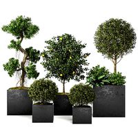 exterior plant n1