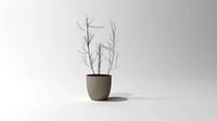 Dead plant