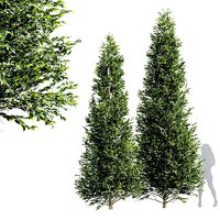 New Tree High detail Carpinus Betulus Tall