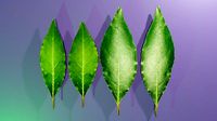 Leafs of Laurus nobilis Bonsai Tree 3D model Low-poly 3D model