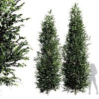 New Tree High detail Carpinus Betulus Med