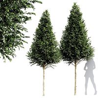 New Tree High detail Carpinus Betulus Cut top
