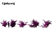 Bougainvillea glabra - Lesser Bougainvillea 19 3D Model