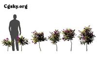 Bougainvillea glabra - Lesser Bougainvillea 15 3D Model