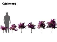 Bougainvillea glabra - Lesser Bougainvillea 14 3D Model